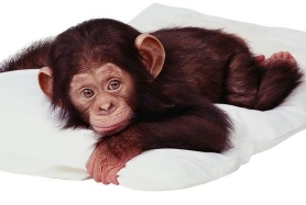 monkeySM.jpg (28414 bytes)