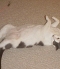 lazybaSM.jpg (3697 bytes)