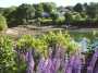 Lupines along Southwest Harbor